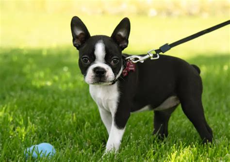 10 Best Small Low Maintenance Dog Breeds The Buzz Land