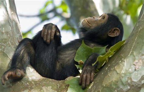6 Days Chimpanzee And Gorilla Safari In Rwanda Peak