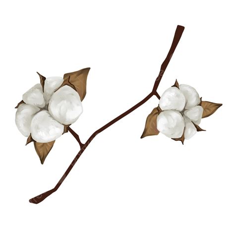 Cotton Png Transparent Cotton Cotton Branch Autumn Png Image For