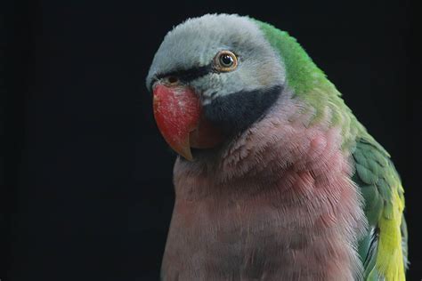 17 Fascinating And Fun Parakeet Facts You Never Knew Pet Keen