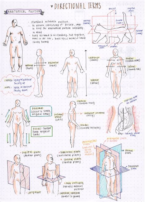 Anatomical Position Worksheet Pdf