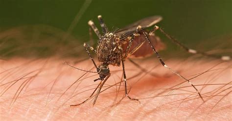 State Has Seen 59 Zika Cases This Year Wusf Public Media