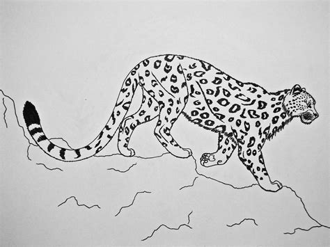 Snow Leopard By Saberrex On Deviantart