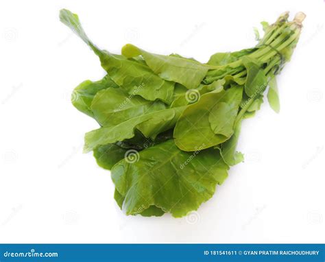 Leafy Vegetable Spinach In Isolated White Background Scientific Name