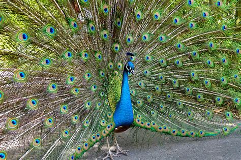 Pretty As A Peacock Peacock Bird Pretty Photography Animals
