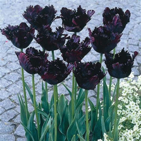Black Parrot Tulip Flowers Flower Bulbs Tulip Bulbs Tulip Black