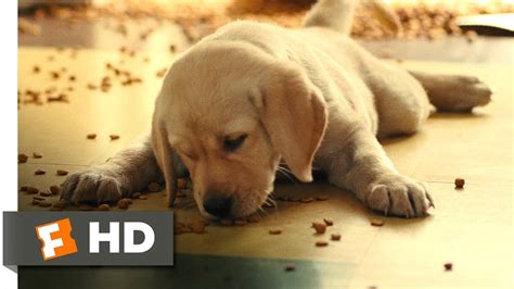 Marley And Me 25 Movie Clip How Marley Got His Name 2008 Hd Youtube