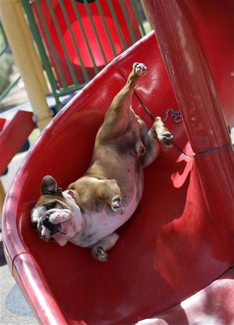 Firefighters slide down the slippery pole to a waiting engine. Dogs On Slides Learning About Gravity The Hard Way - Barnorama
