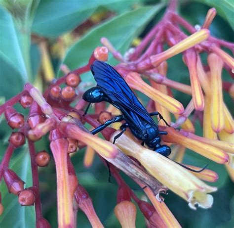 Nearctic Blue Mud Dauber Wasp From Us 192 E Palm Bay Fl Us On July