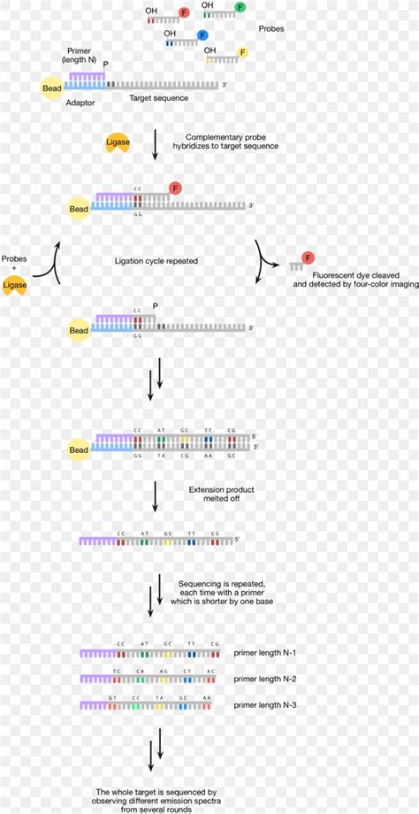 Human Genome Project Sequencing By Ligation Dna Sequencing Abi Solid
