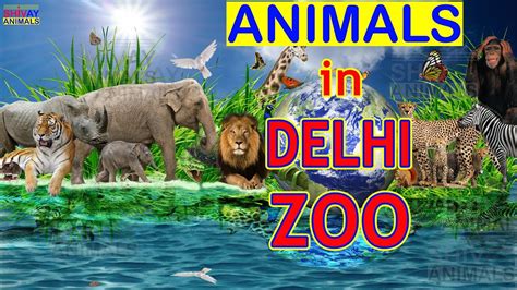 National Zoological Park Animals Video In Delhi Zoo Youtube