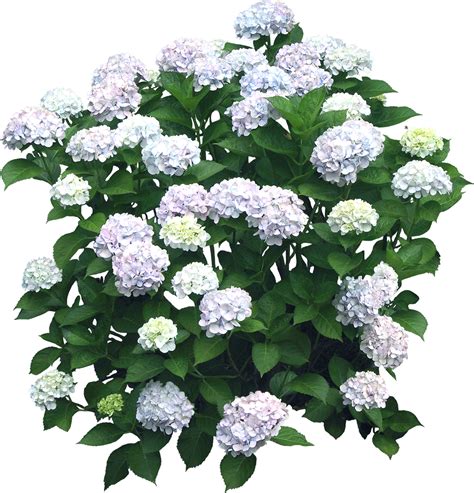 Flower Hydrangea Shrub Plant Bushes Png Download 1152