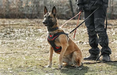 What You Need To Know Before Getting A Czech German Shepherd K9 Web