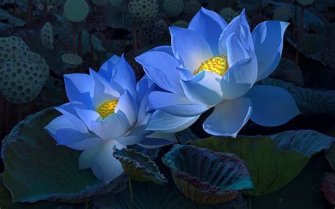 Blue Lotus Flowers Hd Wallpaper Background Image 1920x1200 Id