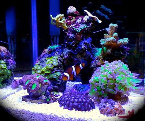 Best Nano Reef Tank Aquascape Aquascape Ideas