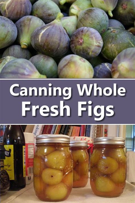 Canning Fresh Whole Figs Fig Recipes Canning Recipes Whole Fig