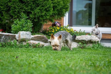 4 Simple Tips To Stop A Dog Barking Bella And Duke