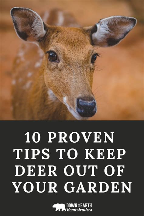 10 Proven Tips To Keep Deer Out Of Your Garden Down To Earth