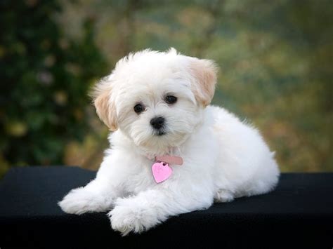 Top 8 Cute Small Dogs That Dont Shed Pets Nurturing Raça De