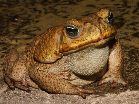 Cane Toad The Life Of Animals
