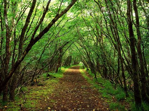 I Love Taking Calming Walks Through The Woods 風景の壁紙 森林 自然