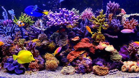 1366x768px Free Download Hd Wallpaper Coral Reef Fish Aquarium