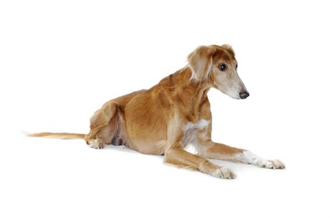 Saluki Dogs Breed Information Omlet