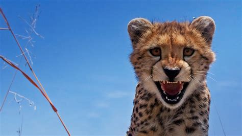 50 Bing Wallpaper Cute Animal On Wallpapersafari