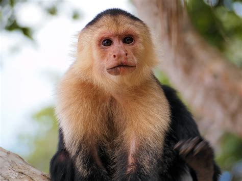 Capuchins Wild Animals News And Facts