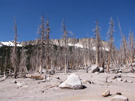 Devastated Forest Stock Photo Image Of California Landscape 10842604