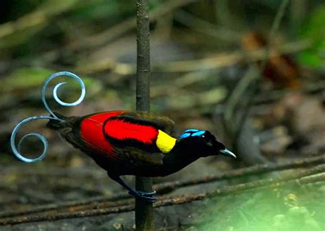 25 Wilson S Bird Of Paradise Facts Indonesia S Diphyllodes Respublica