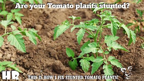How To Recover Stunted Tomato Plants Garden Tips