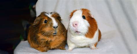 Services Guinea Pig Rescue And Rehoming Adelaide