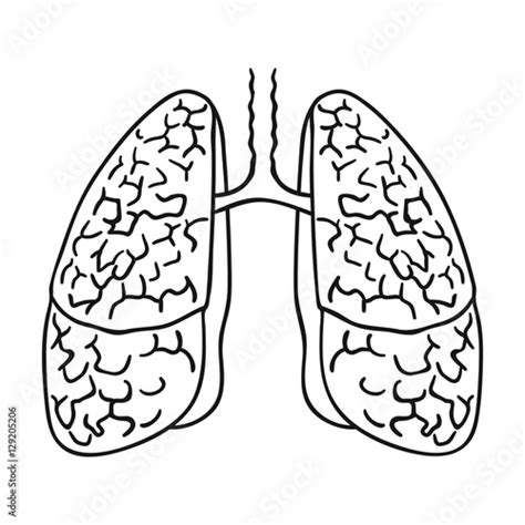 Human Lungs Icon In Outline Style Isolated On White Background Human