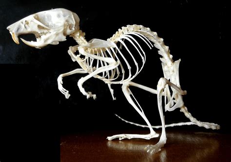Skeleton Of A Mouse Rpics
