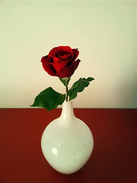 Rosa Rose Blume Kostenloses Foto Auf Pixabay Pixabay