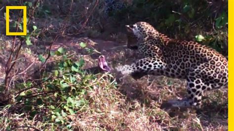 Leopards Vs Python Snake National Geographic Youtube