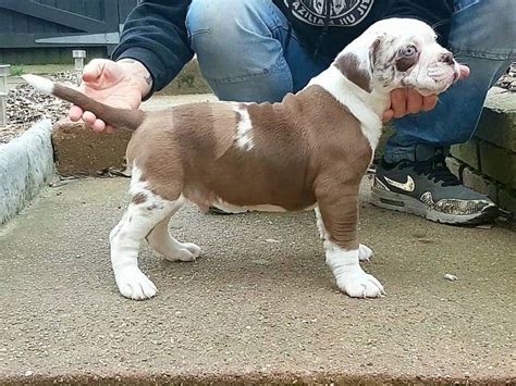 This loyal, affectionate, active family dog loves children but is lancaster puppies advertises puppies for sale in pa, as well as ohio, indiana, new york and other states. Alapaha Blue Blood Bulldog Puppies For Sale | South ...