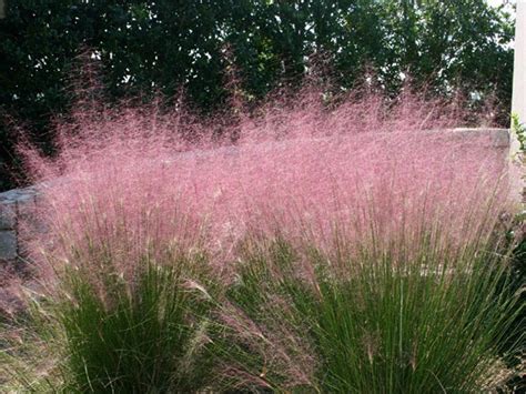 Close up of a black cat lying on the grass in the garden against purple flowers, uk. Shrubs, Grasses and Flowers | DIY