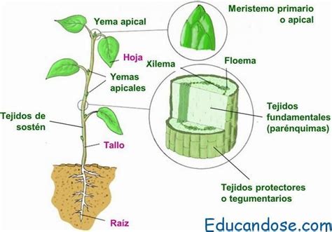 Partes Del Tejido Vegetal