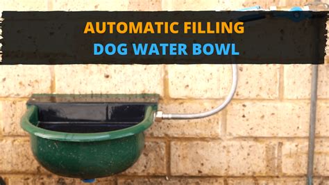 You Need To See This Auto Fill Water Bowl For Your Pets