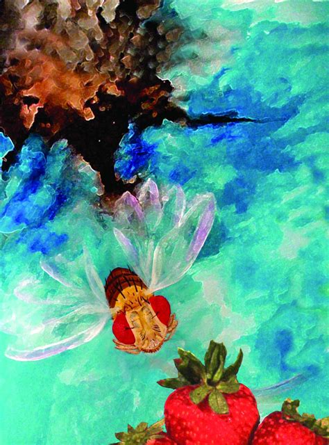 Fruit Fly [IMAGE] | EurekAlert! Science News Releases