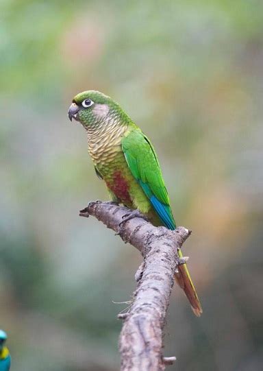 Perches should be of different shapes and thickness and should be kept clean. Maroon-Bellied Conure Facts, Care as Pets, Housing, Pictures