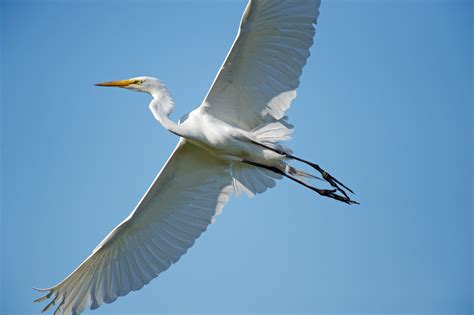 Great Egret In Flight Bob Rehak Photography