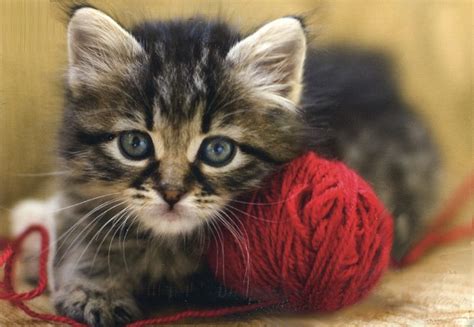 Why Do Kitties Like To Play With Yarn Kittens Whiskers
