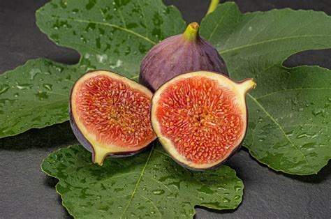 My Fig Leaves Fig Leaf Home