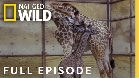 A Giraffe Is Born Full Episode Secrets Of The Zoo Youtube