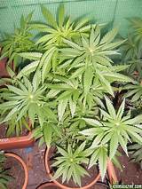 Marijuana Plant Budding Pictures