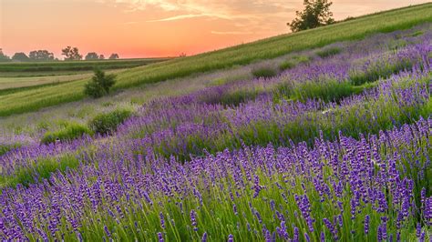 Blooming Lavender Fields At Summer Sunrise In Poland Windows 10