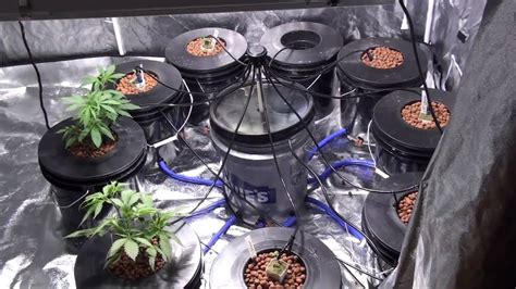 Diy Hydroponic System Weed How To Grow Hydroponic Cannabis At Home